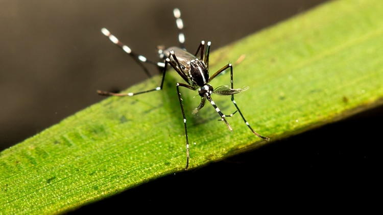 La lavandina mezclada con agua puede servir para ahuyentar mosquitos, pero aplicada sobre recipientes sirve para prevenir criaderos de criaderos de Aedes aegypti (Shutterstock)
