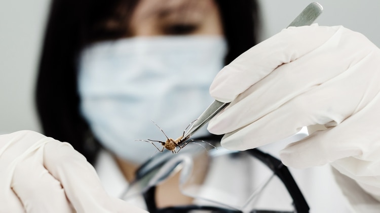 Además del dióxido de carbono, los mosquitos encuentran a las víctimas a un rango más cercano al oler el ácido láctico (shutterstock)