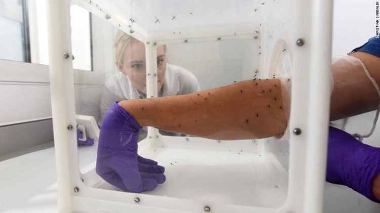 “Caja de aterrizaje de mosquitos”, uno de los experimentos en Japón (shutterstock)