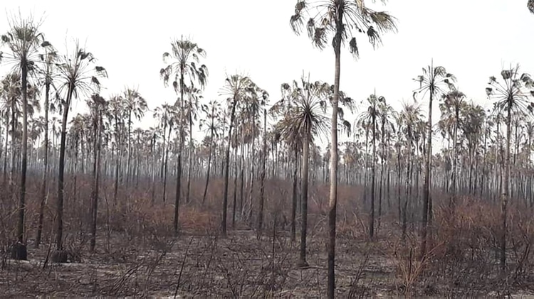 Más de un millón de hectáreas ya quedaron devastadas por los incendios en Bolivia
