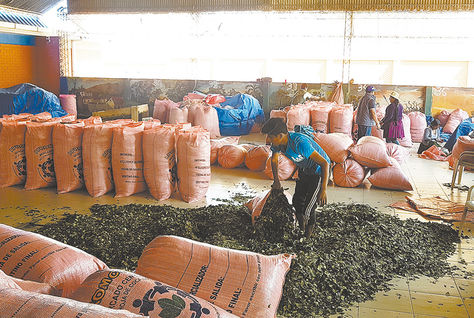 Cochabamba. Cocalero empaca la hoja para la venta en el mercado legal ubicado en Sacaba.