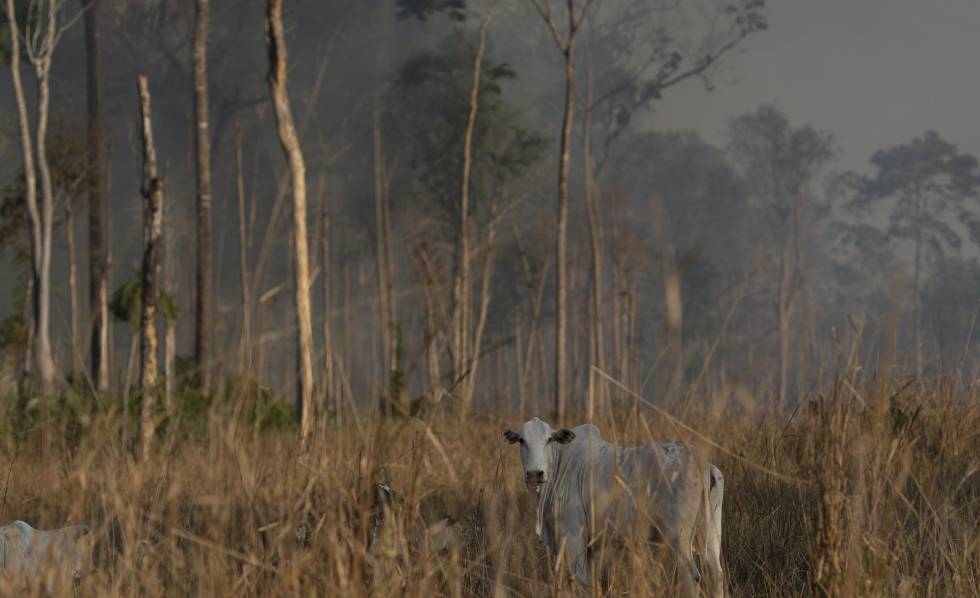amazonia desmatamento