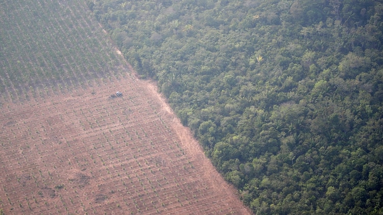 Desde que Bolsonaro asumió el cargo en enero los árboles del Amazonas han estado desapareciendo al ritmo de tres canchas de fútbol por minuto. (Reuters)