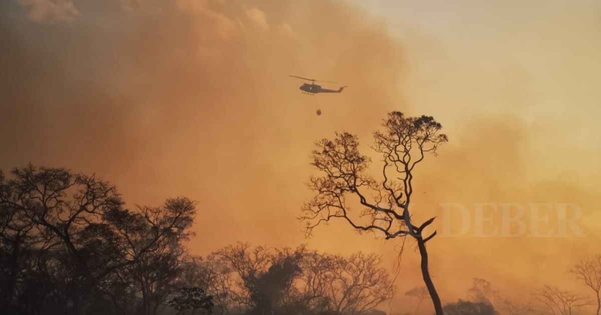 Fan 21 Millones De Hectáreas De Bosques Y Pastizales Fueron Arrasadas Por El Fuego Ejutv 