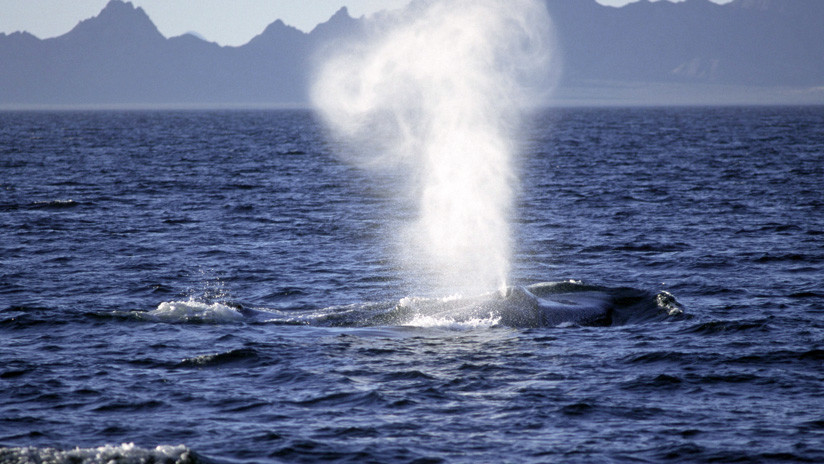 FOTOS: Científicos confirman la existencia de una nueva especie de ballena