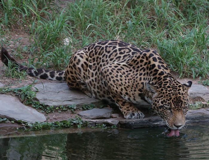 Especies como el jaguar, a la sombra de muerte por los incendios en Bolivia.