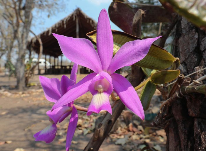 Una planta de la especie de orquídea “Cattleya”, en la comunidad El Carmen.