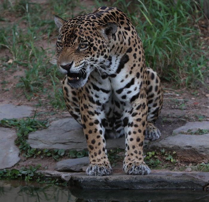 Fotos de cerdos troperos y un jaguar, en el zoológico Noel Kempff Mercado de Santa Cruz.