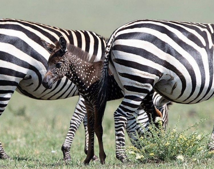 El estampado de la cebra fascina a los científicos desde hace un siglo y hay una multitud de hipótesis para explicar esta evolución del animal (Foto: @Benesiafrica)