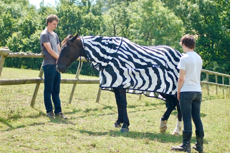 Joren Bruggink, de la Universidad Aeres de Ciencias Aplicadas, y Jai Lake, de la Universidad de Bristol, mientras investigan cómo se comportan las moscas alrededor de un caballo cubierto con una tela con rayas de cebra, en Los Ángeles. (EFE)