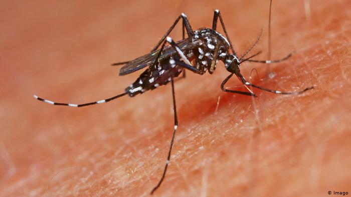 El mosquito tigre, proveniente de Asia y transmisor de varias enfermedades tropicales.