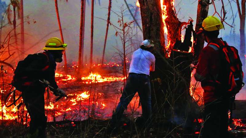 Morado, tipa y roble: el fuego arrasa con maderas preciosas