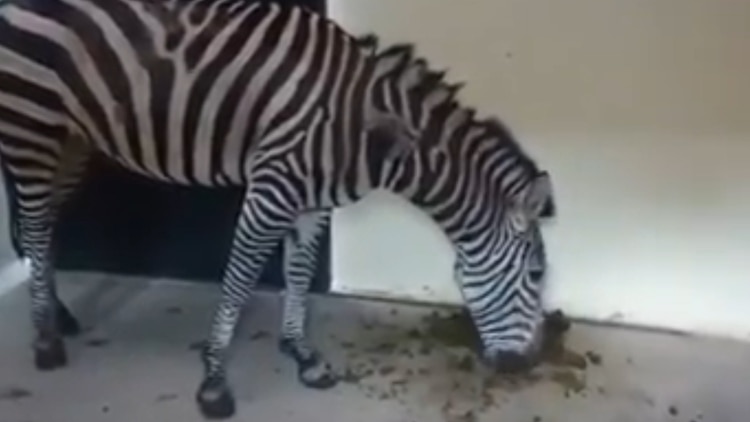 Las primeras imágenes de la cebra comiendo sus heces causaron indignación (Foto: archivo)