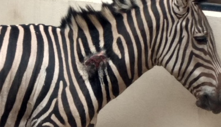 En su piel también se pueden apreciar algunas heridas (Foto: archivo)