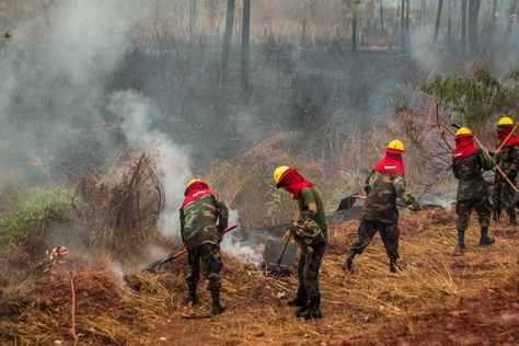 Bomberos y voluntarios combaten el fuego en la Chiquitanía. Foto: APG