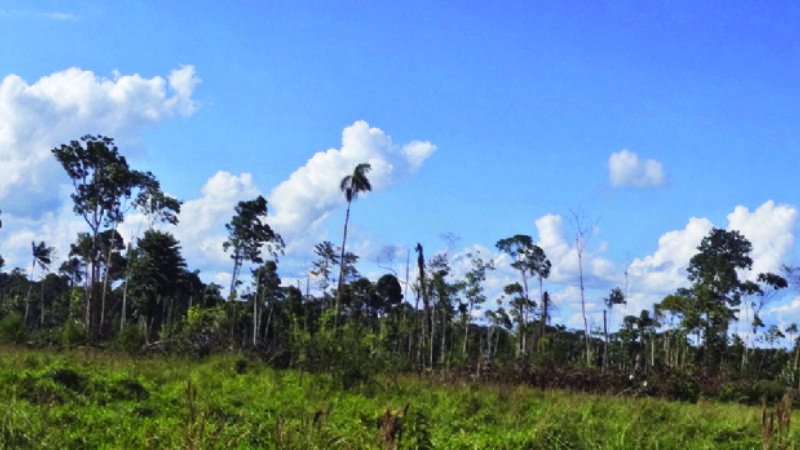 12 Obispos se trasladan a Roma para participar del Sínodo por la Amazonia