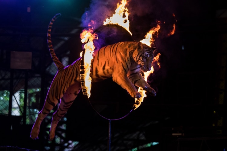 Durante décadas, animales salvajes fueron robados de la selva para tenerlos en cautiverio y hacerlos trabajar en circos. Elefantes, leones, monos y tigres de bengala son las especies más perjudicadas. (Amanda Mustard/Teh New York Times)