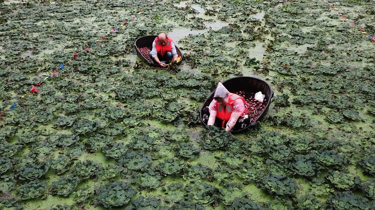 Campesinos trabajando un campo en una zona rural de China. La brecha con quienes viven en la ciudad se ha acrecentado en los últimos años (Reuters)