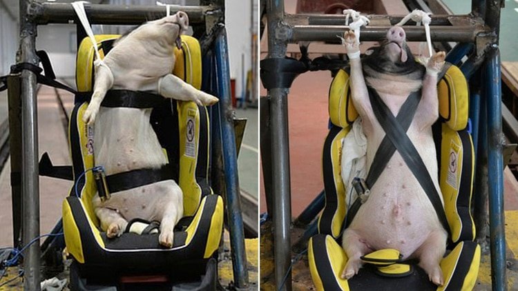 Quince cerdos fueron utilizados por una universidad dependiente del régimen chino para crueles experimentos (International Journal of Crashworthiness)