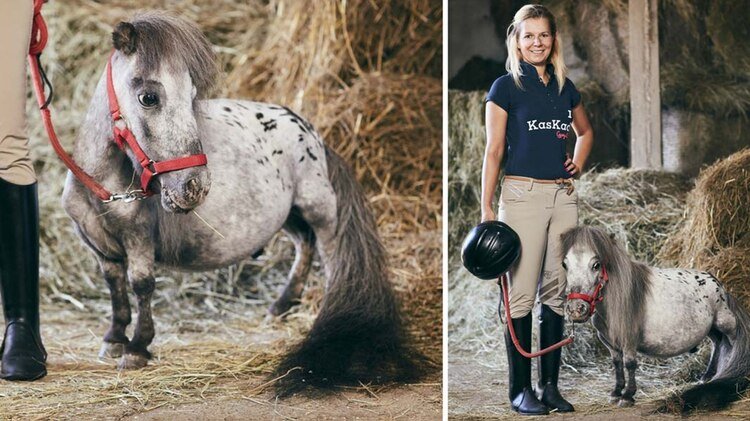 Bombel, el caballo más bajo del mundo, mide 56,7 centímetros hasta la cruz.