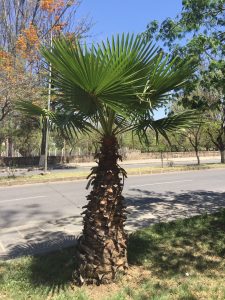 Avenida Víctor Paz Estenssoro de Tarija