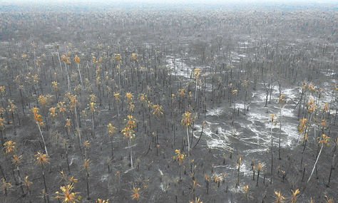 Consecuencias. La fauna quemada en la Chiquitanía, el área con biodiversidad más afectada. Foto: AFP
