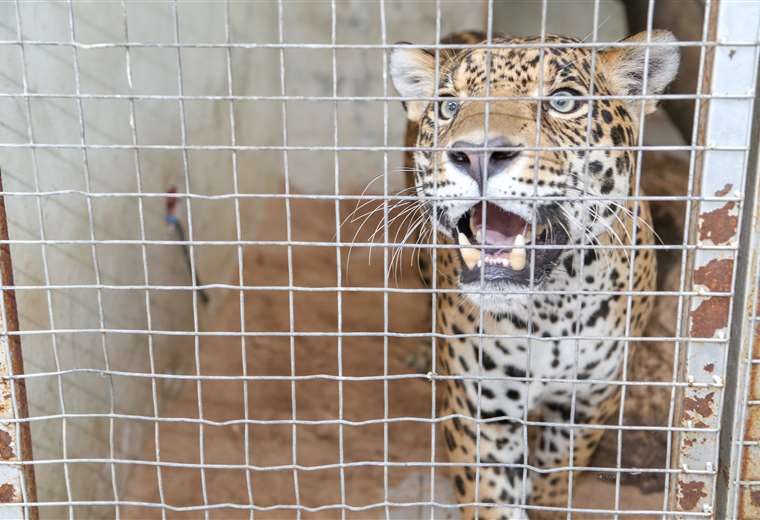 El felino podrá vivir de ahora en adelante en un lugar amplio donde podrá correr. Foto: Gobernación cruceña