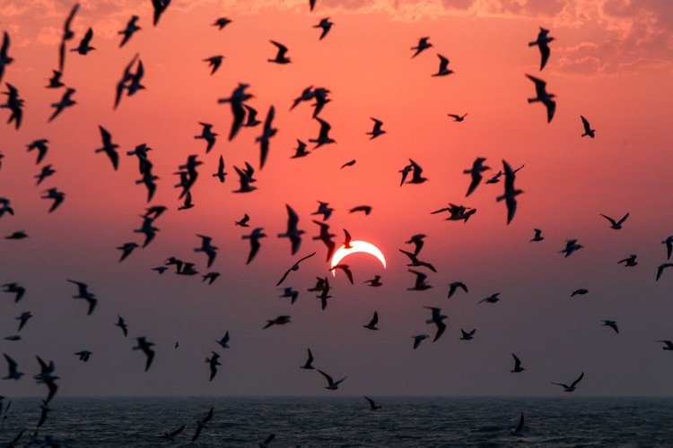 This picture taken early on December 26, 2019 shows seagulls flying above a beach in Kuwait City during the partial solar eclipse event. (Photo by YASSER AL-ZAYYAT / AFP)
