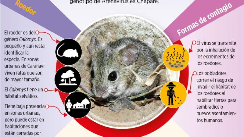 Arenavirus se combatió sin protocolos adecuados y Bolivia está en indefensión
