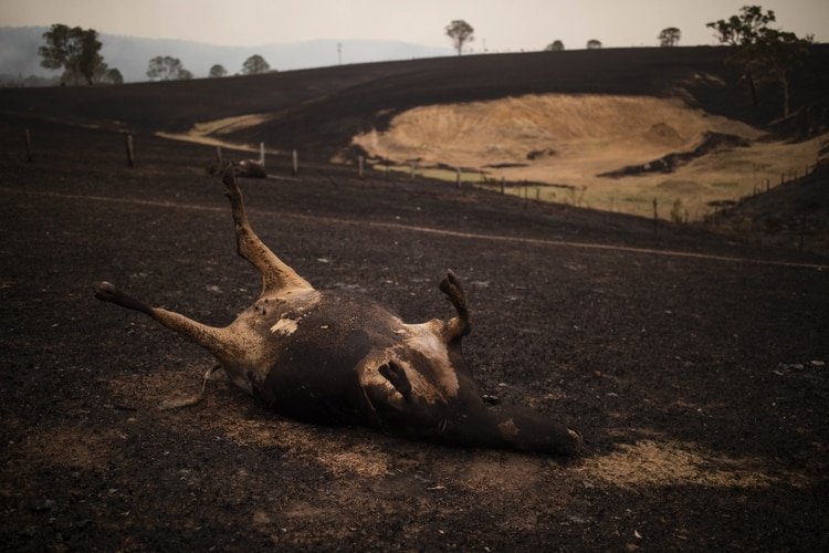 Miles de animales murieron como consencuencia de los incendios en Australia (EFE)