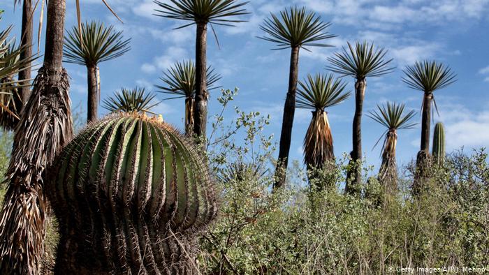 Mexiko Valle Tehuacan-Cuicatlan (Getty Images/AFP/J. Merino)