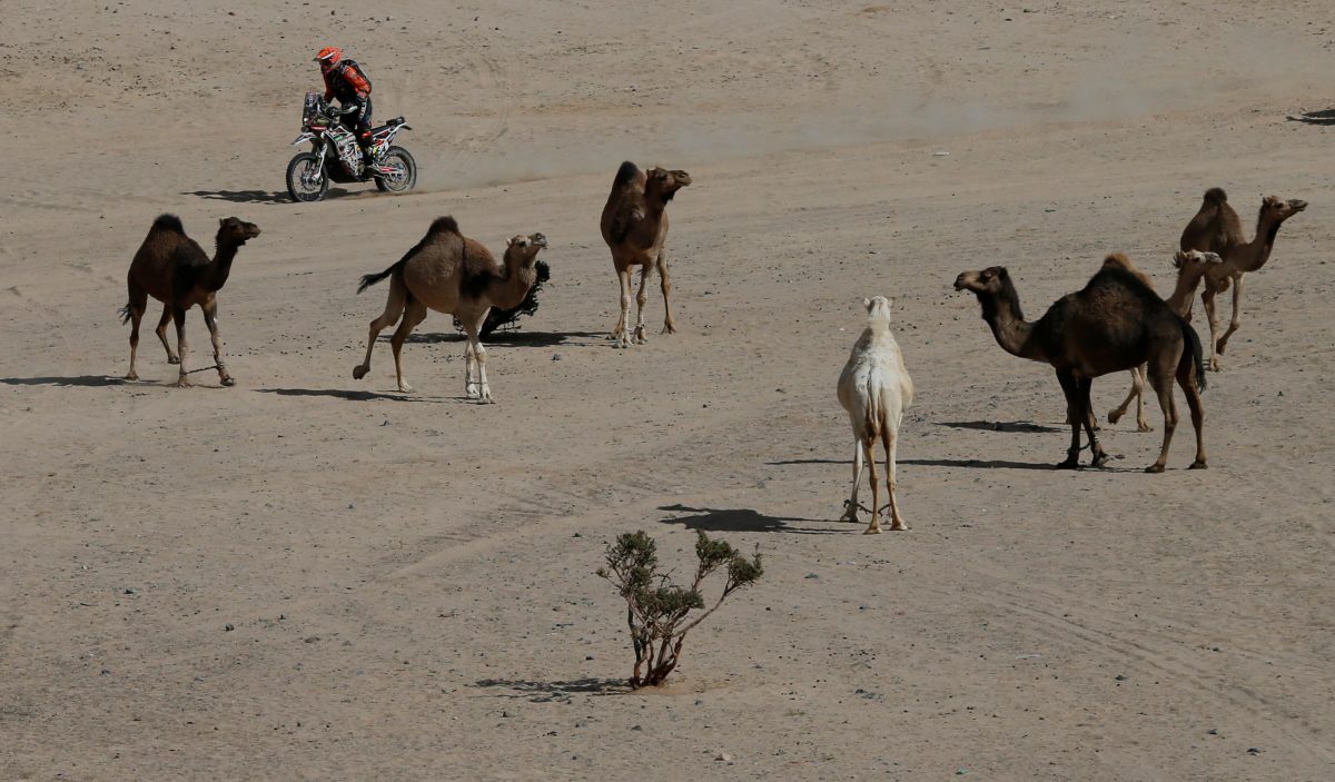 La holandesa Mirjam Pol fue una de las primeras en encontrarse con una familia de camellos en la etapa que unió a Al Wajh con Neom en Arabia Saudita