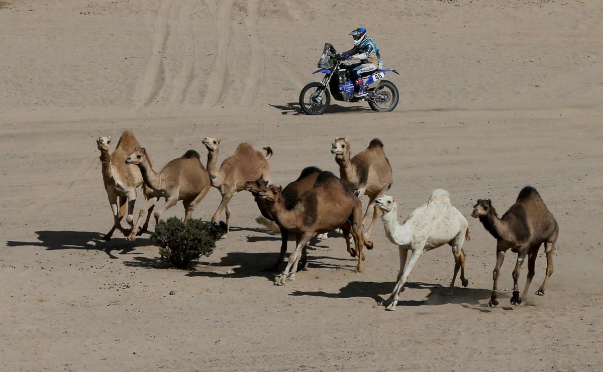 El argentino Mauricio Javier Gomez también se encontró con los camellos cuando atravesaba la segunda etapa a bordo de su Yamaha. El piloto albiceleste marcha séptimo en la general con un tiempo de 10:19:49