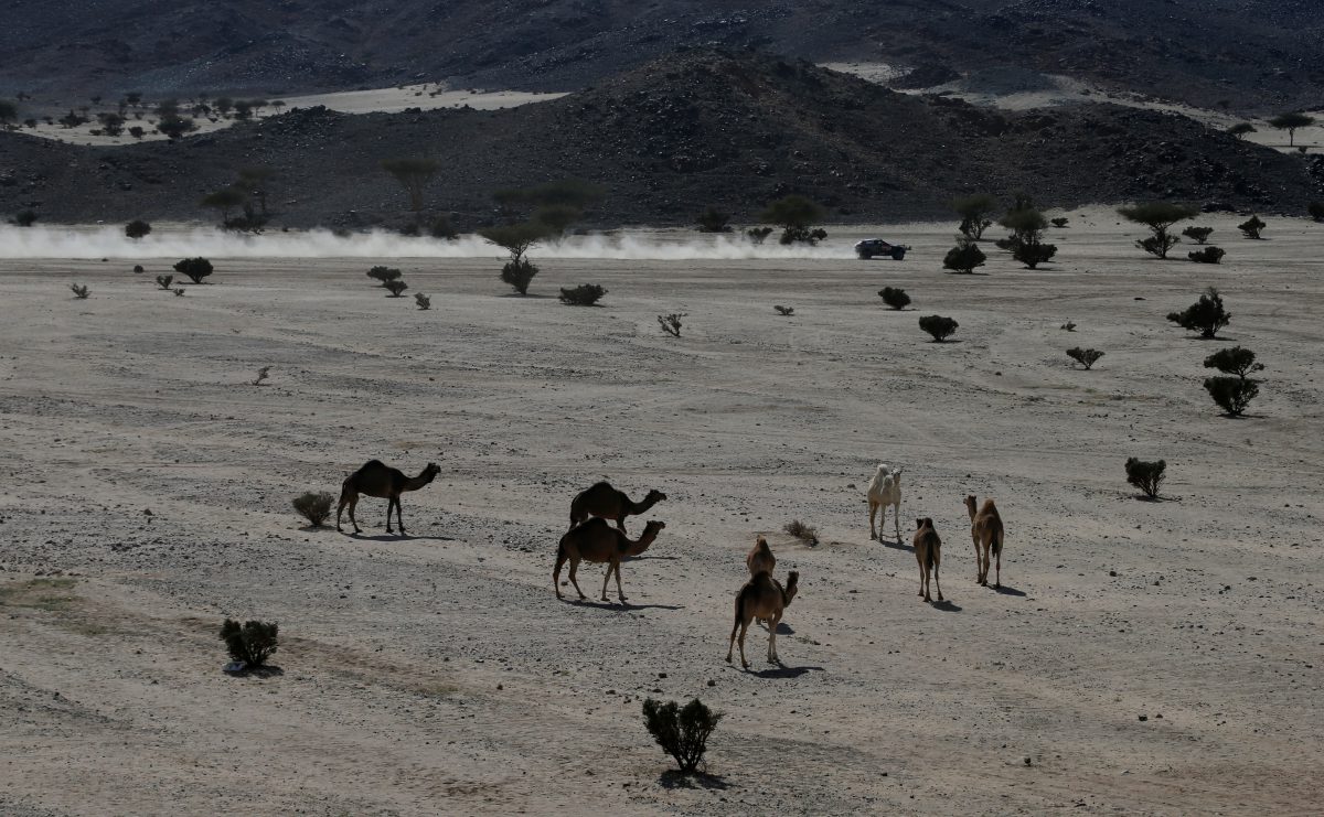 Los camellos se alejaron por el sector donde pasaban los vehículos a gran velocidad