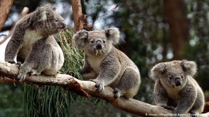 Los koalas y muchos otros animales corren serio peligro por los incendios en Australia.