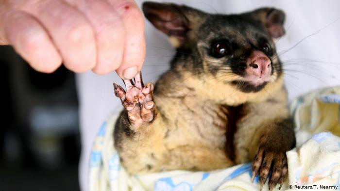 Una zarigüeya australiana es salvada del fuego por voluntarios, pero tiene quemaduras en sus patas. (9.01.2020).