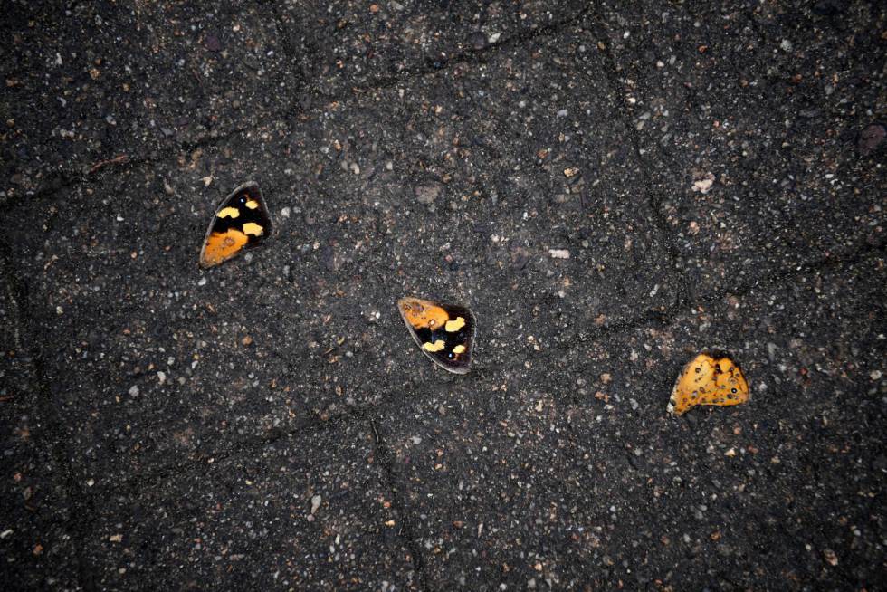 Mariposas muertas en Nueva Gales.