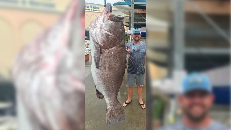 El ejemplar tiene unos 50 años de edad (Foto: Facebook@FWC Fish and Wildlife Research Institute)