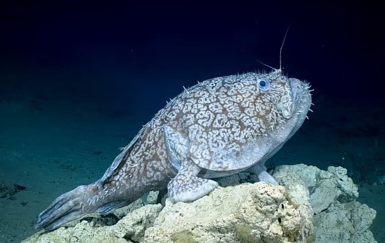 A finales del año pasado también encontraron a un espécimen especial en el Golfo de México (Foto: NOAA)