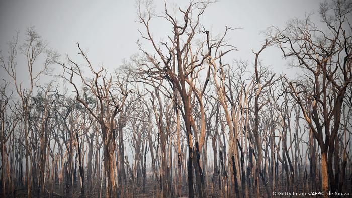 Fotos de árboles incendiados en la Amazonía brasileña.