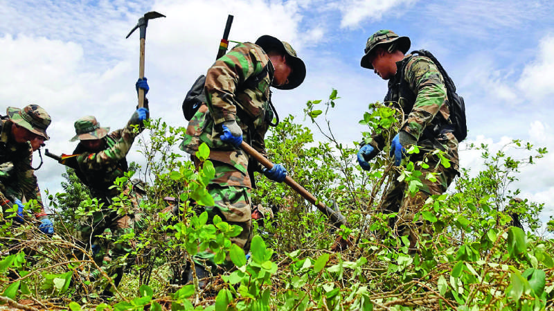 Gobierno alista cronograma de erradicación de coca ilegal