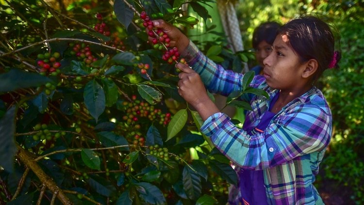 Una mujer de la comunidad Ngabe Bugle recoge café de la veriedad geisha en la finca Elida, al oeste de Panama. (Photo by Luis ACOSTA / AFP)