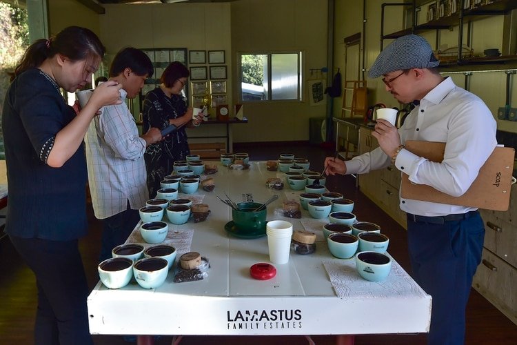 Compradores coreanos prueban variedades de geisha en la finca Elida de Panamá. EL TEMPTEMPprincipal mercado de este exclusivo café se encuentra en Asia. 