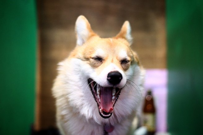Con ustedes, un corgi.
