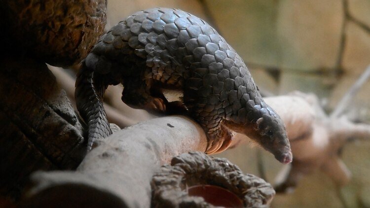 En 2016, la Convención sobre el Comercio Internacional de Especies Amenazadas de Extinción introdujo el pangolín en una lista que prohíbe su comercialización (AFP)