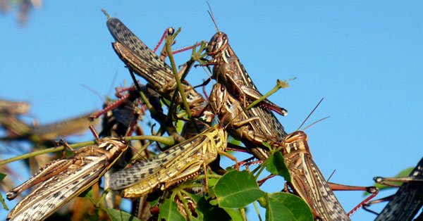 Resultado de imagen de plaga de langostas en villa montes