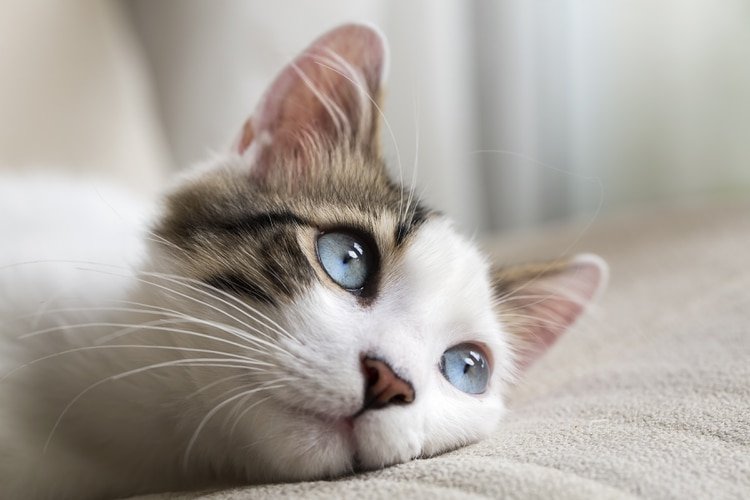 Para los amantes de los felinos un día no es suficiente, sino que tienen tres fechas en el año para celebrar a esta mascota (Shutterstock.com)