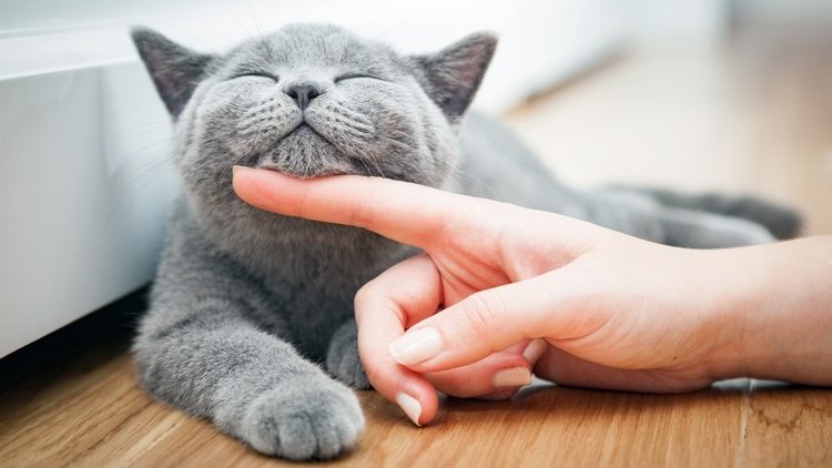 Tener a un gato como mascota tiene beneficios concretos para la salud (Shutterstock.com)