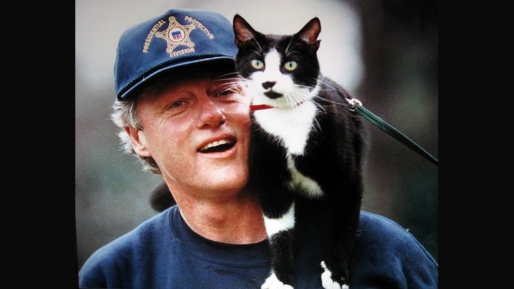 El famoso gato Socks fue el primer felino mascota de la Casa Blanca y llegó para romper la tendencia del imperio canino de todos los presidentes estadounidenses.