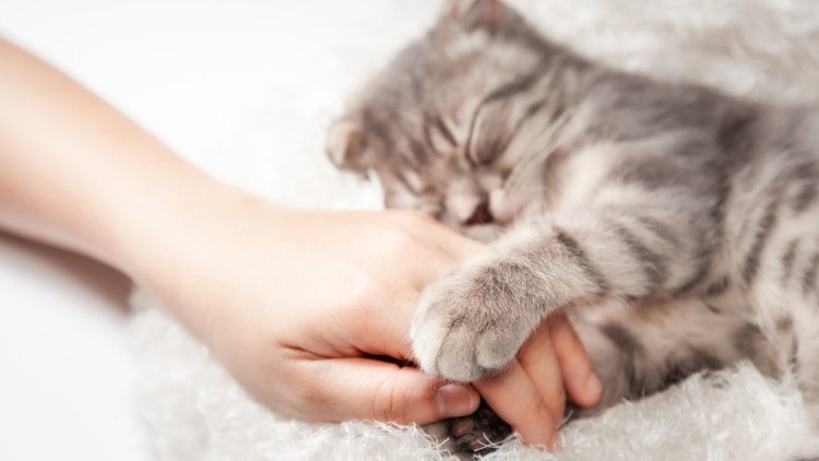 Muchas mascotas son utilizadas hoy en día en tratamientos como terapia asistida motivacional o física (Shutterstock.com)